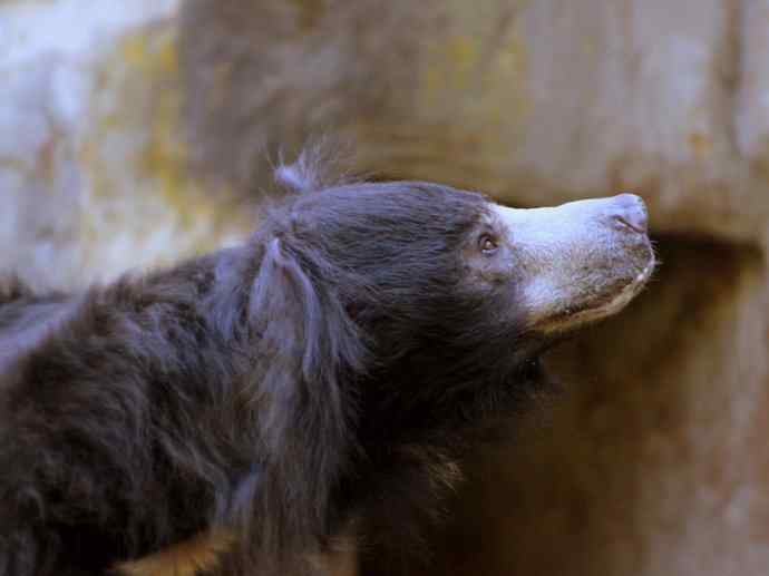 盘点十二大著名食蚁动物:懒熊 盘点十二大著名食蚁动物:懒熊