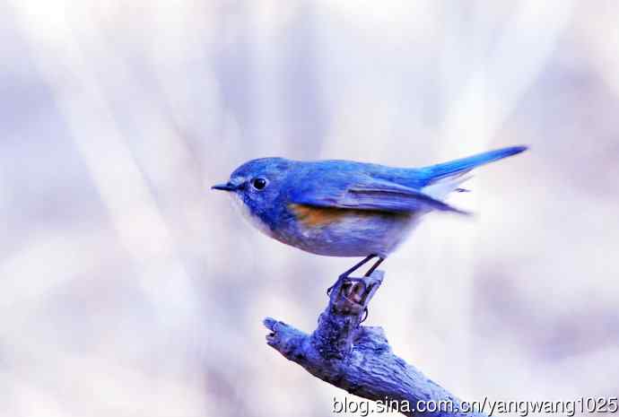 北京天坛公园的鸟类——雄性红胁蓝尾鸲（11）
