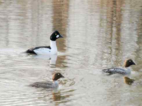 雁鸭之最之七（冠麻鸭、秋沙鸭、鹊鸭）