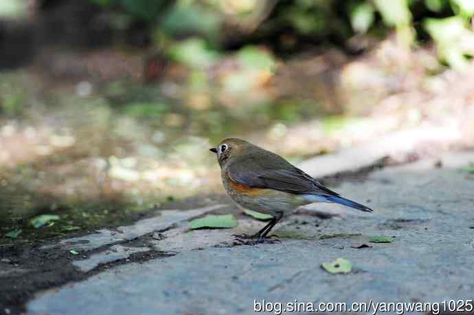 雌性红胁蓝尾鸲（54）