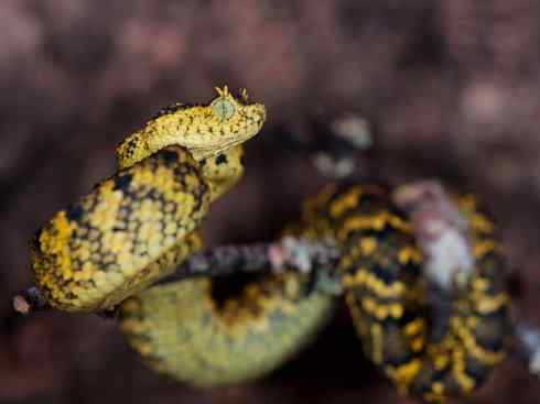 龙：传说的兽原型探秘（蝰蛇类）