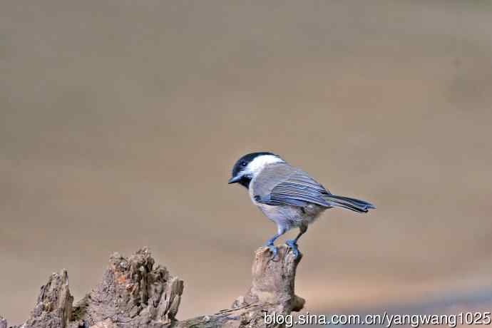 沼泽山雀(2) 沼泽山雀(2)