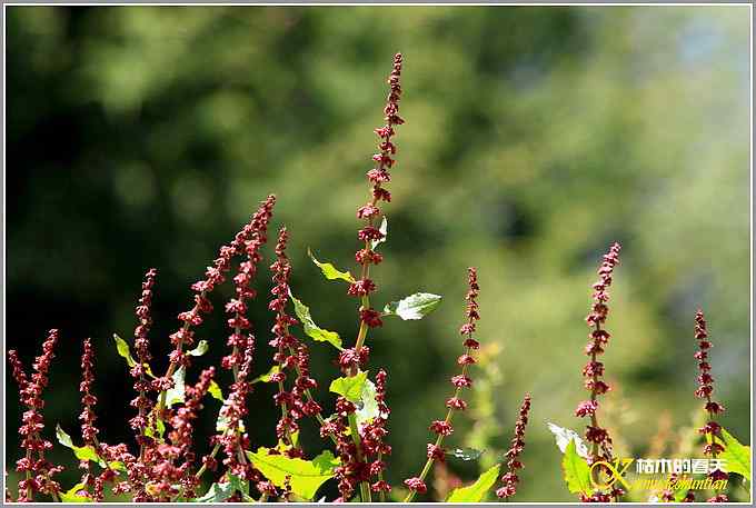 川西高原的那云、那山、那水、那些花儿【照片】