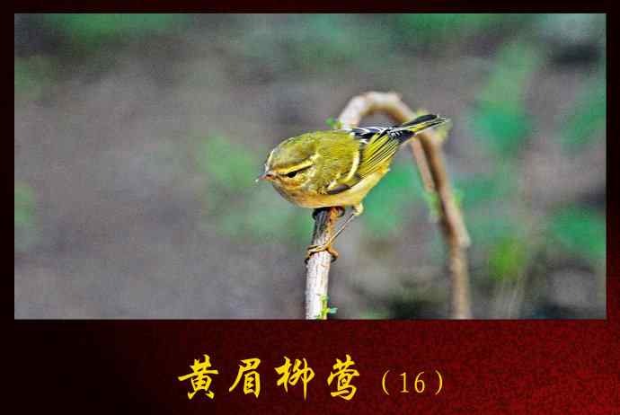 黄眉柳莺（16）