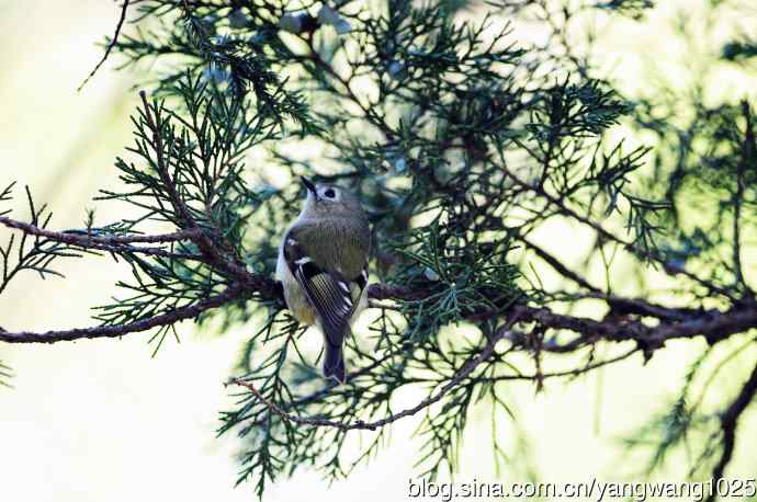 戴菊鸟(4) 戴菊鸟(4)