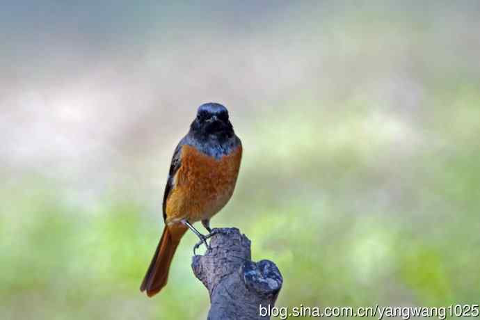 雄性北红尾鸲(33) 雄性北红尾鸲(33)