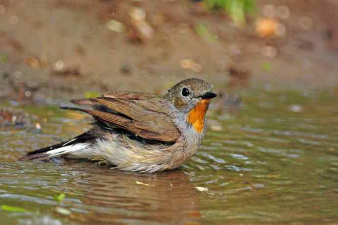 雄性红喉姬鹟(8) 雄性红喉姬鹟(8)
