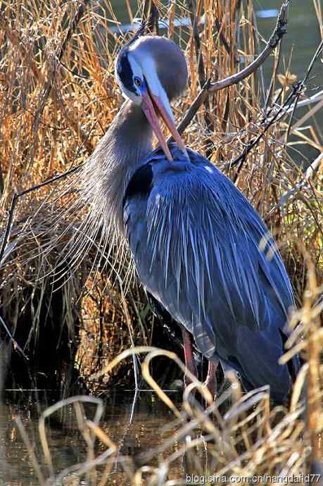 大蓝鹭(5) 大蓝鹭(5)