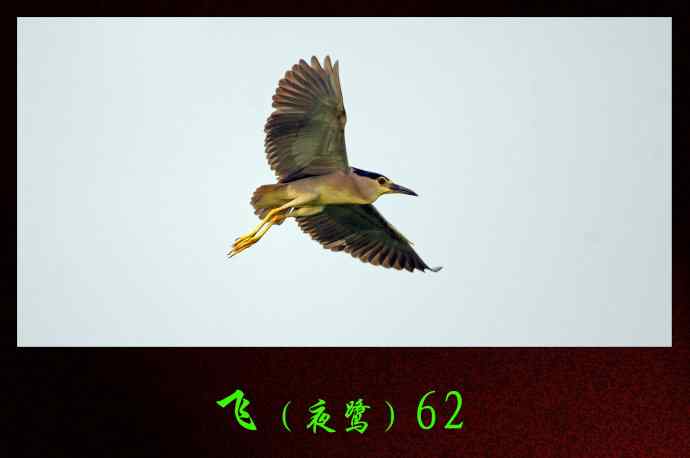 飞（夜鹭）61