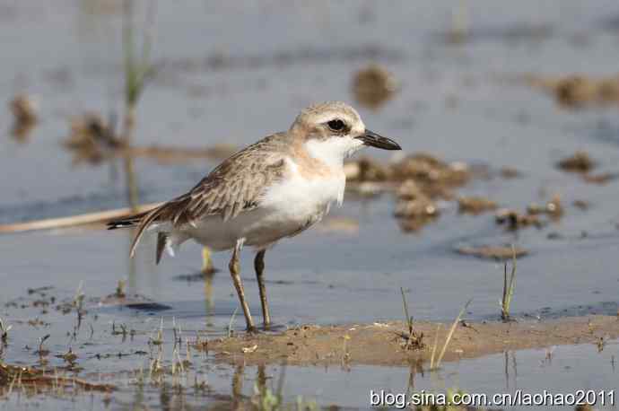 泽鹬 wbr铁嘴沙鸻