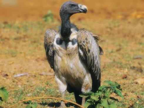 另类鸟类建筑师之一（白鹳、秃鹳）