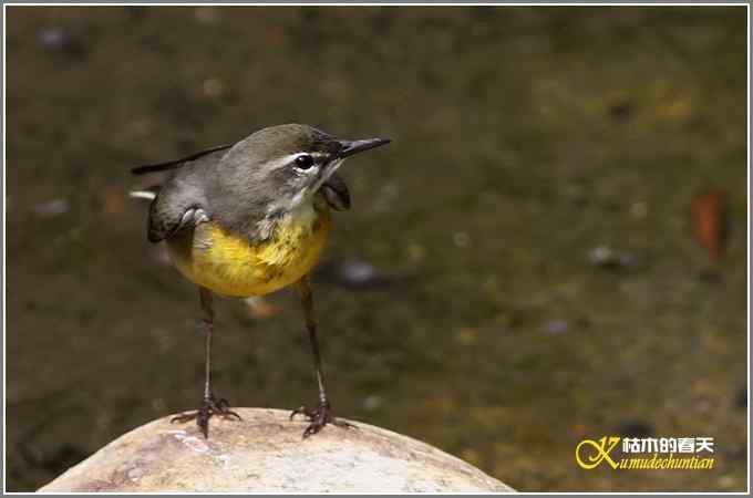 灰鹡鸰的沐浴秀【照片】