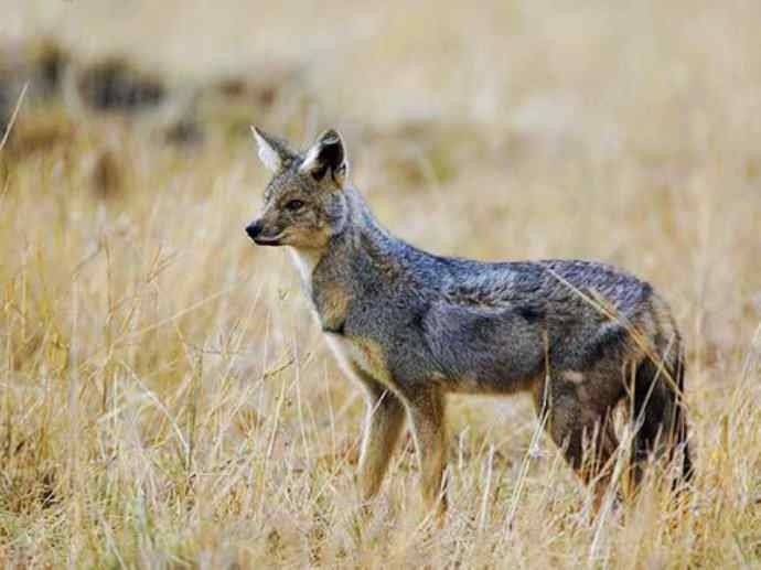 犬科:犬亚科犬属之西门豺、侧纹豺(胡狼类) 犬科:犬亚科犬属之西门豺、侧纹豺(胡狼类)