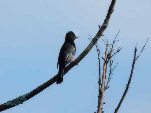 家禽驯化之源之三十（红耳鹎、领雀嘴鹎）