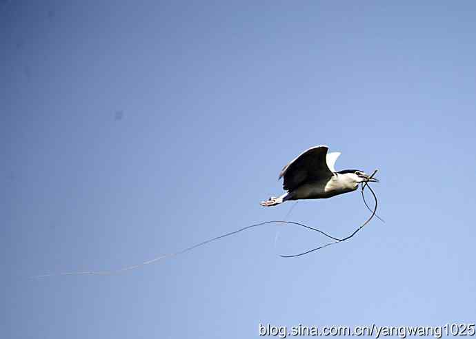 建家筑巢（夜鹭）