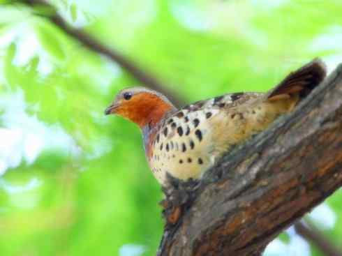 家禽驯化之源之九 家禽驯化之源之九