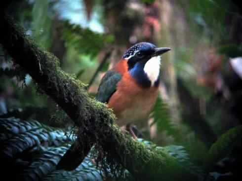 绝色攀禽：佛法僧目之地鴗