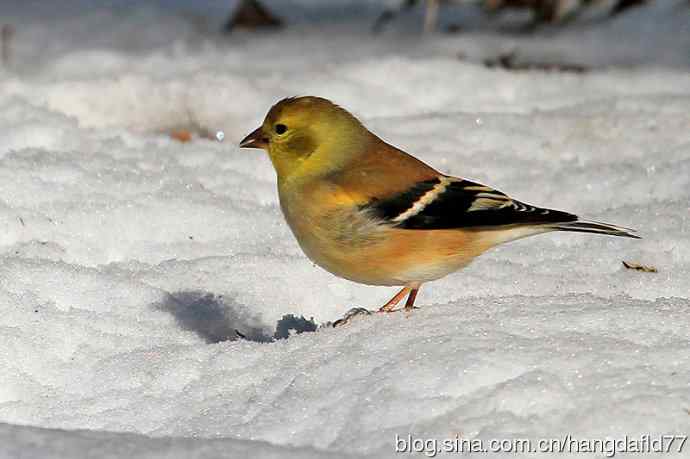 冬日里的美洲金翅雀 冬日里的美洲金翅雀
