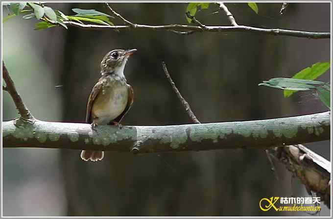 记录鈥満中佧l鈥潯菊掌