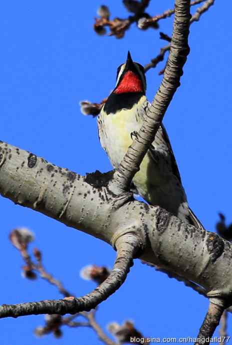 黄腹吸汁啄木鸟
