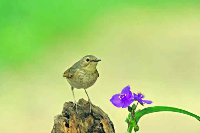 雌性蓝歌鸲与紫露草（1）