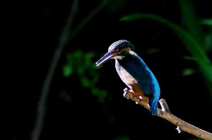 光影中的小小翠