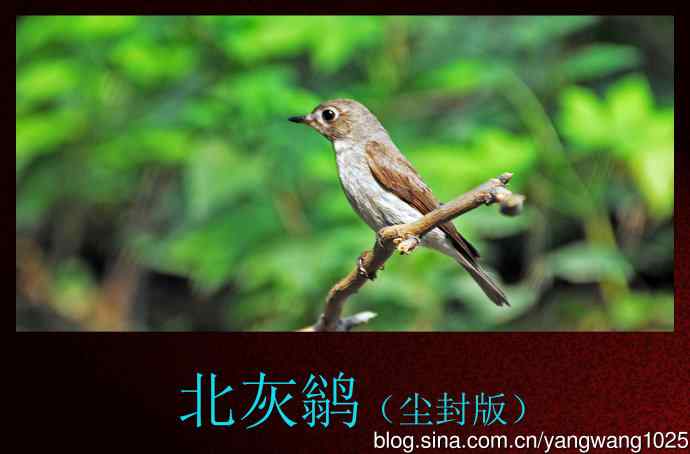 北灰鹟(尘封版) 北灰鹟(尘封版)