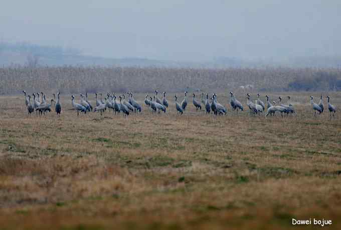 密云水库生境观鸟