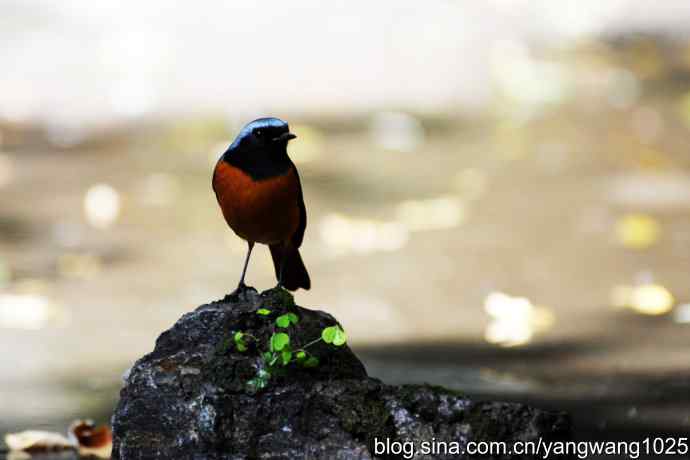 雄性北红尾鸲（4）