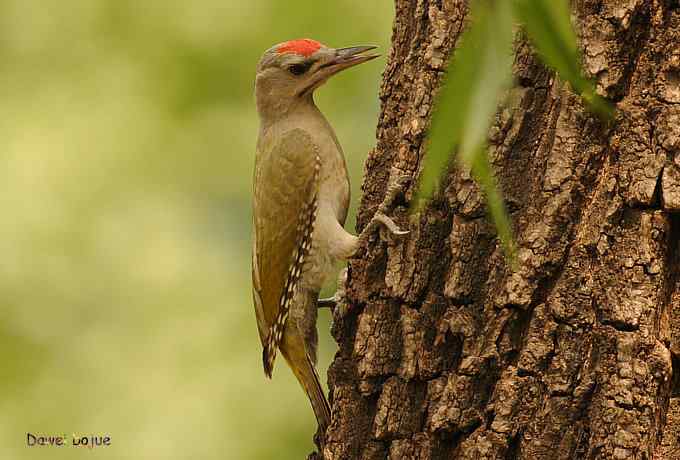 植物园：紫背.白眉和绿啄　