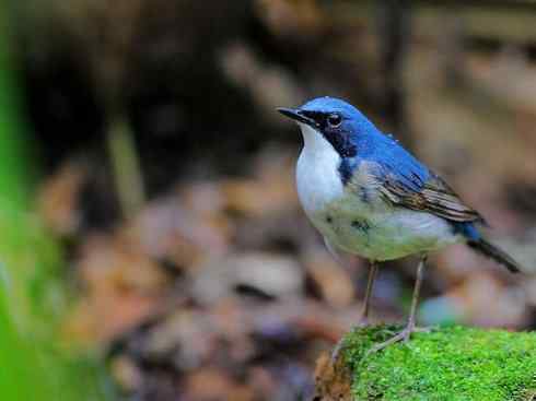 美丽无罪:雀鸟之红尾鸲 美丽无罪:雀鸟之红尾鸲