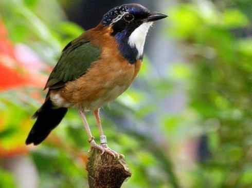 绝色攀禽:佛法僧目之地鴗