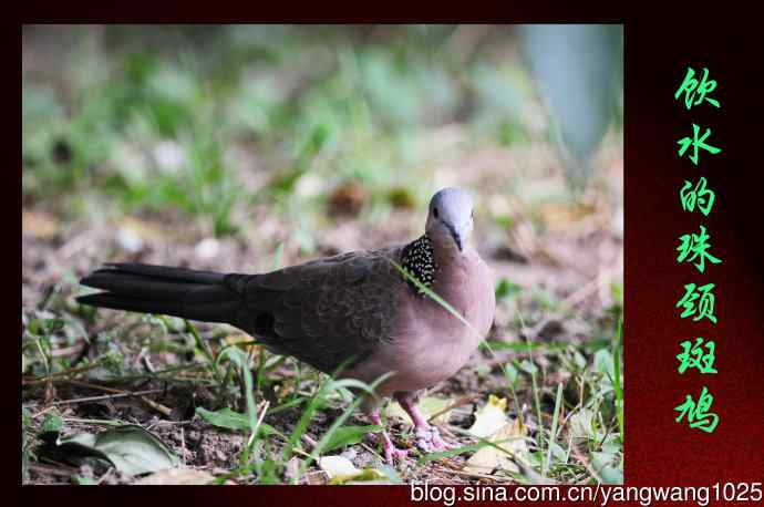 饮水的珠颈斑鸠