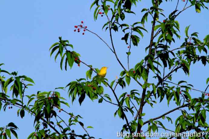 黄色林莺(2) 黄色林莺(2)