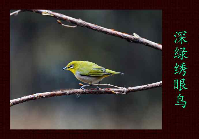 北京天坛公园的鸟类——深绿绣眼鸟