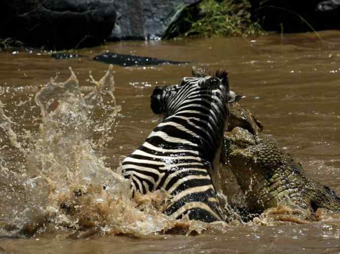 犬科：薮犬亚科非洲野犬属之非洲野犬
