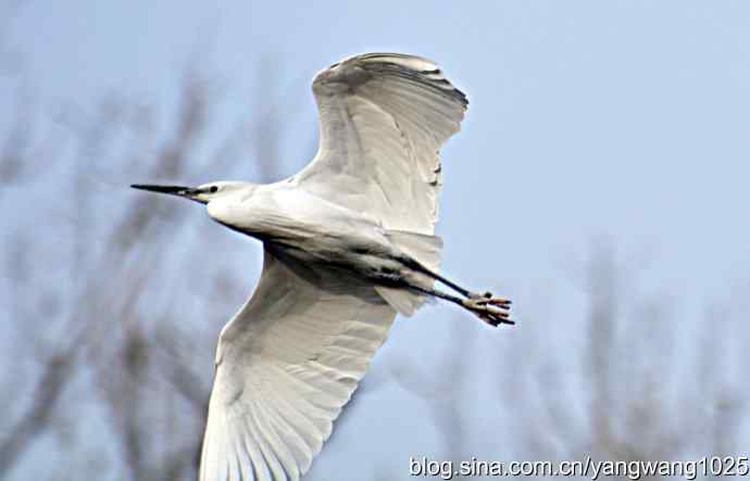 又见白鹭飞 wbr wbr1