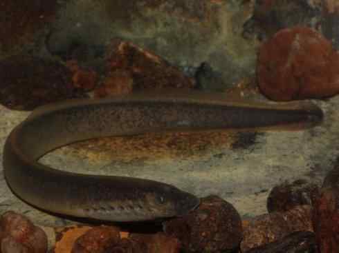 鱼类活化石：七鳃鳗