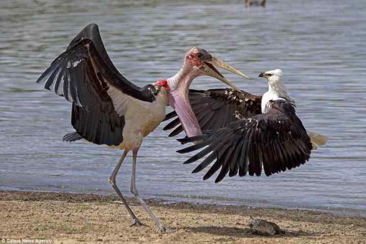 为了一条鱼，两只鸟大打出手！