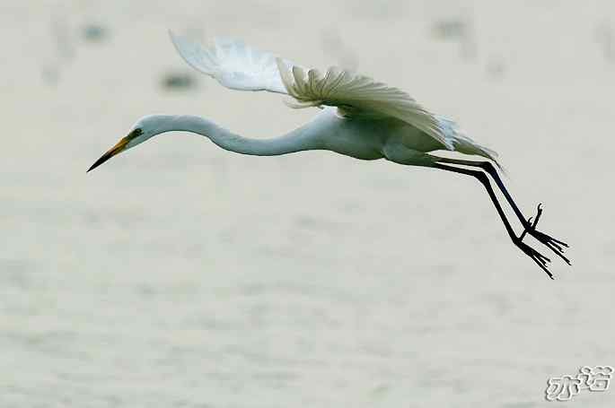 白鹭捕红鱼 白鹭捕红鱼