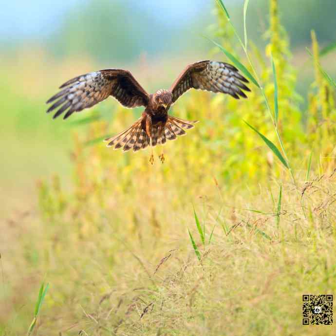 悬停舞者鈥斺斎叼