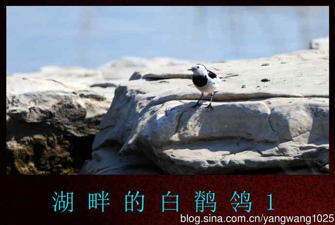 湖畔的白鹡鸰 wbr1
