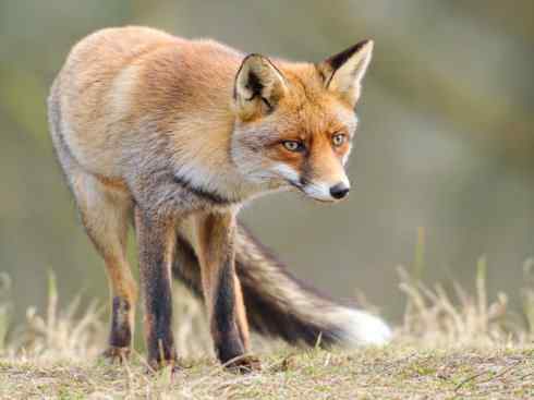 犬科：狐亚科狐属