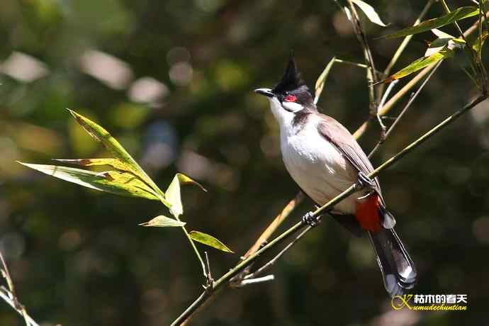 云南拍的三种鈥滒氢
