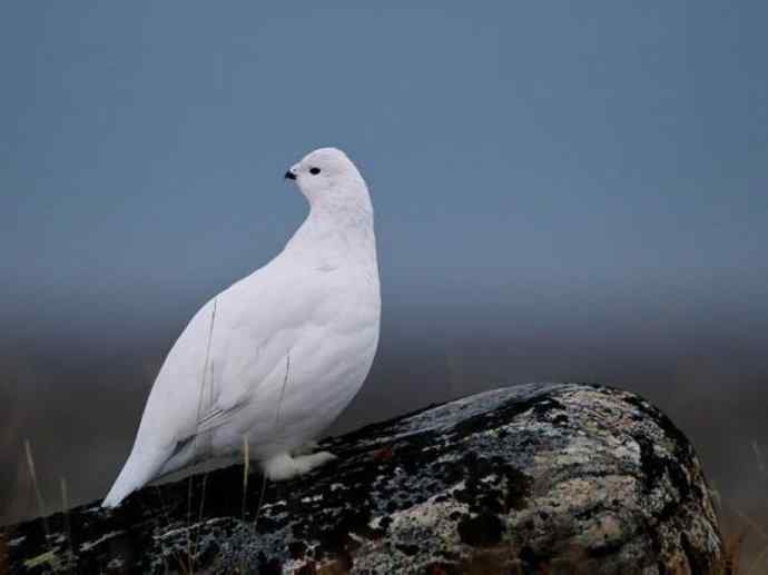犬科：狐亚科之北极狐（雪鸮、雷鸟）