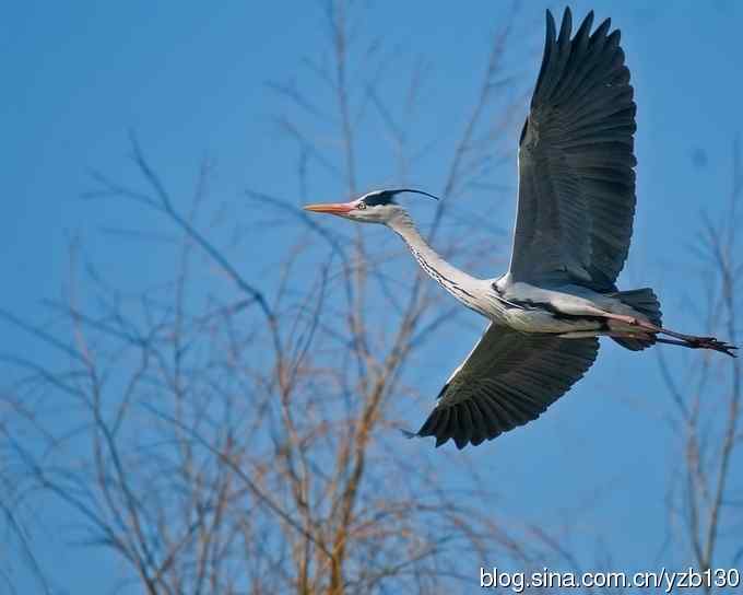 翠湖繁殖羽（组图，12张图片）