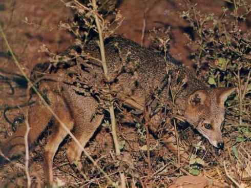 犬科：狐亚科伪狐属之高地狐、河狐、秘鲁狐