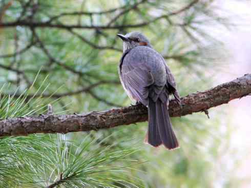 家禽驯化之源之三十（红耳鹎、领雀嘴鹎）