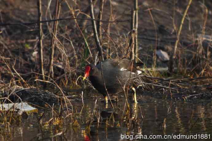 吴淞炮台湾湿地公园3月鸟况