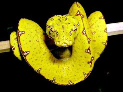 龙：传说的兽原型探秘（树蟒类）